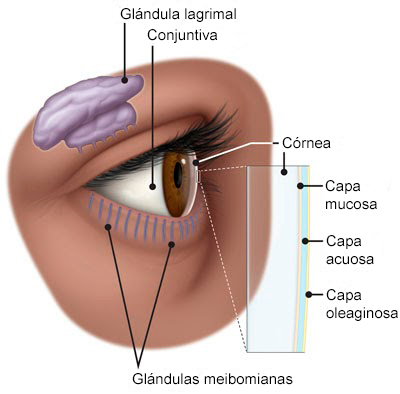 Infografía de las partes de un ojo